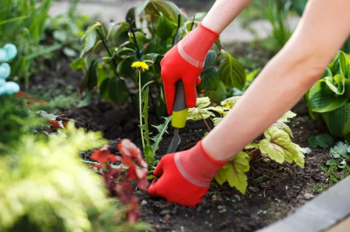 get rid of weeds in the garden