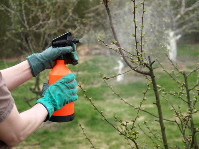 Spraying trees Spraying trees