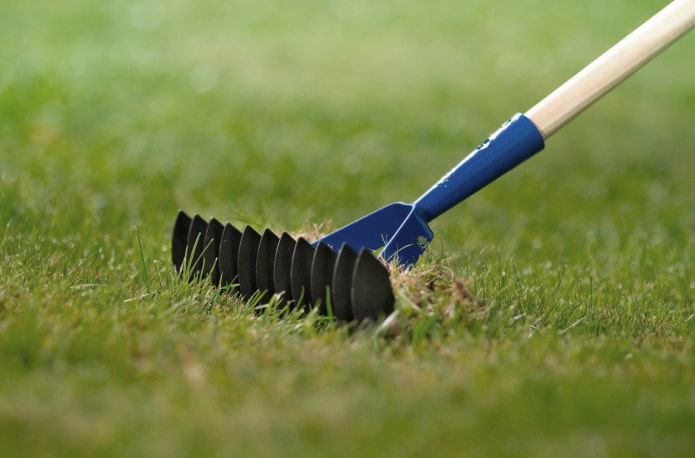 Brushing the lawn Brushing the lawn
