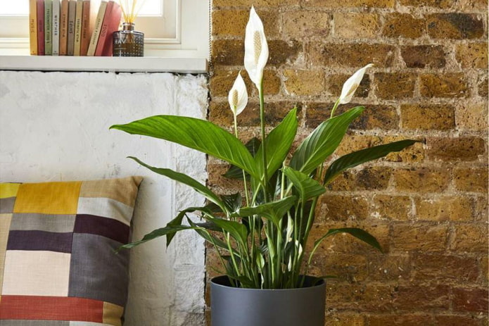 Spathiphyllum Spathiphyllum