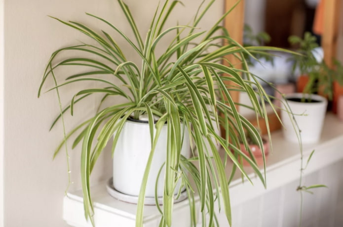 Chlorophytum Chlorophytum