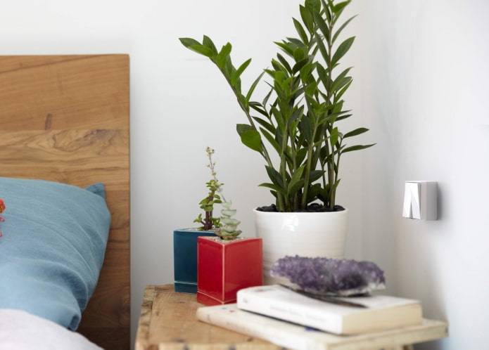 Zamiaculcas Zamiaculcas