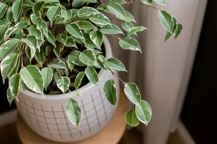 Ficus Benjamin Ficus Benjamin