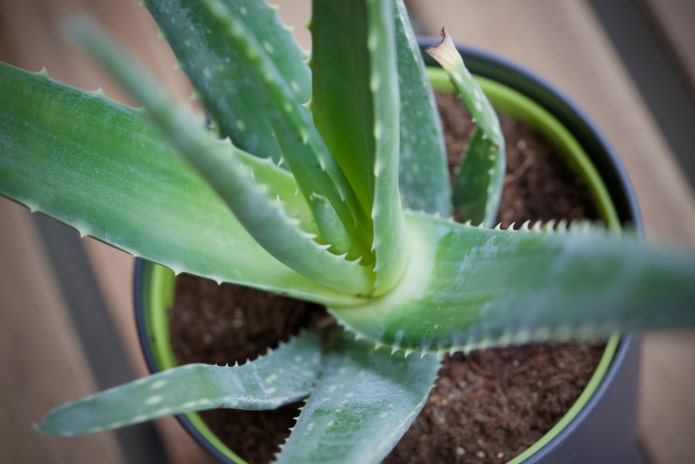 Aloe Aloe