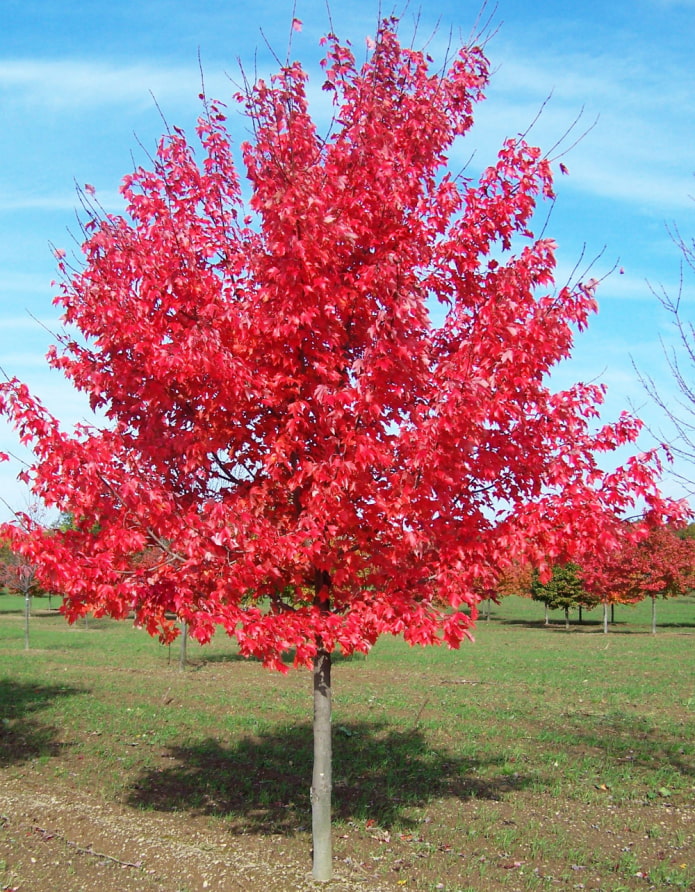 Maple red Maple red