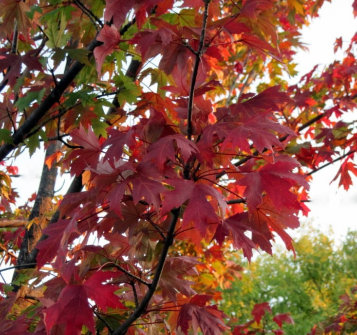 Maple leaves Maple leaves