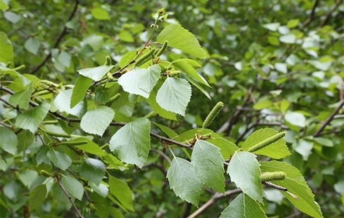 Fluffy birch Fluffy birch