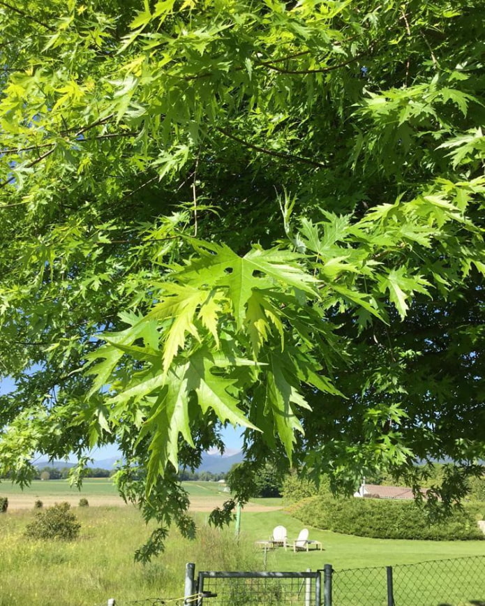 Alder gray Laciniata Alder gray Laciniata