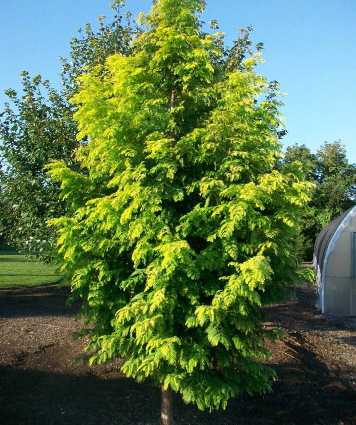 Metasequoia Metasequoia