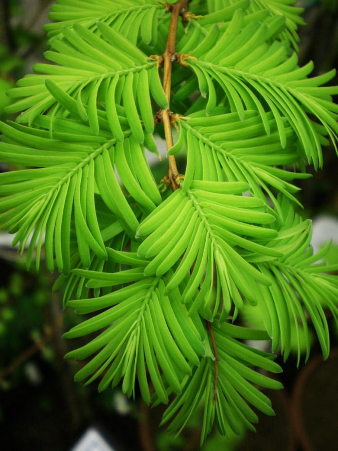 Metasequoia is the oldest Metasequoia is the oldest