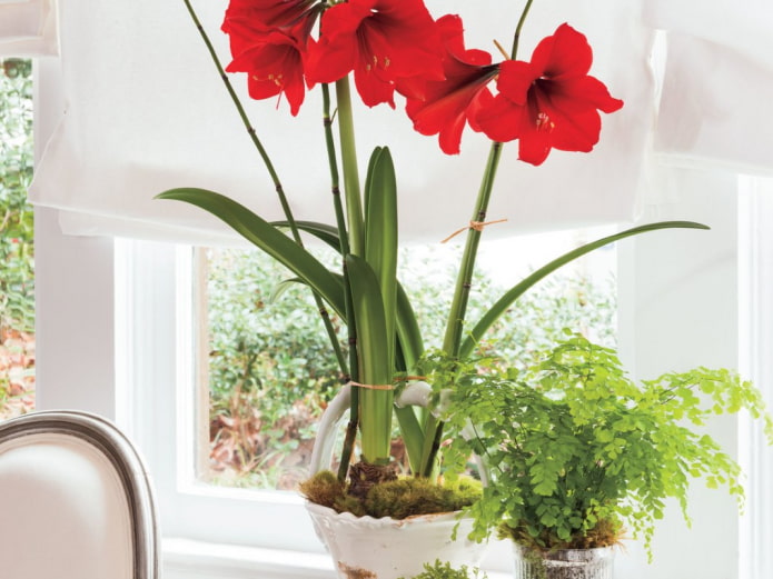 hippeastrum on the windowsill hippeastrum on the windowsill