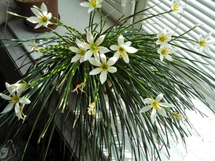 how zephyranthes blooms how zephyranthes blooms