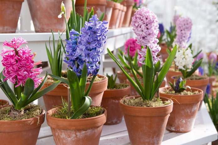 hyacinths in pots hyacinths in pots