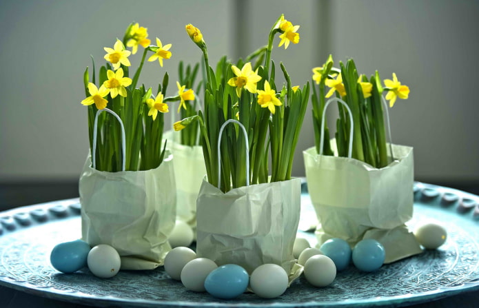 daffodil at home daffodil at home