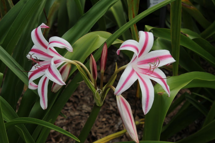 how the crinum blooms how the crinum blooms