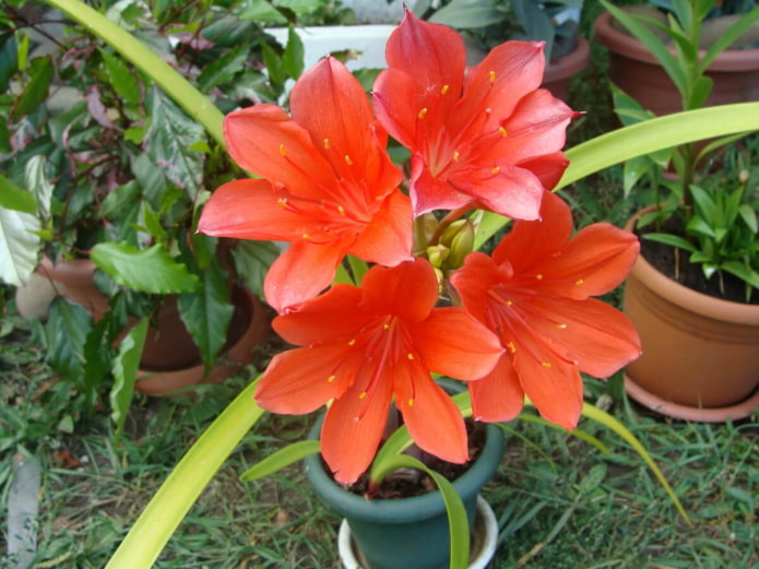 Vallotta in a pot Vallotta in a pot