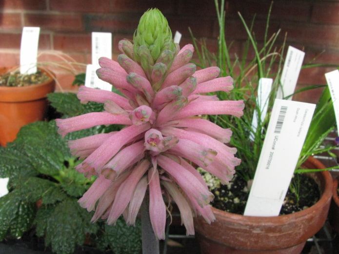 how to grow weltheimia how to grow weltheimia