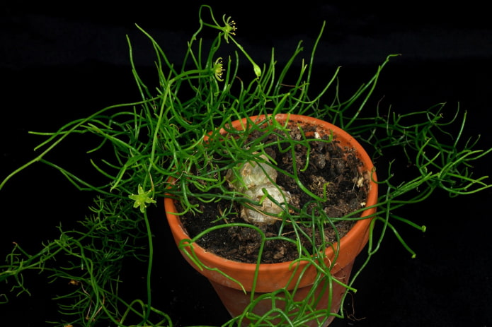 how to plant boevia how to plant boevia