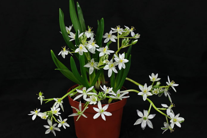 poultry house in a pot poultry house in a pot