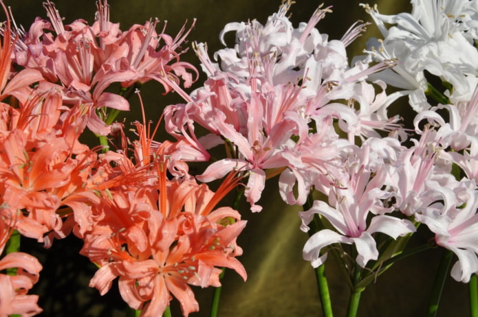 flowering nerine flowering nerine