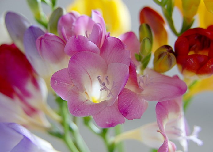 freesia freesia