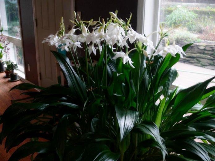 Amazonian lily in a pot Amazonian lily in a pot