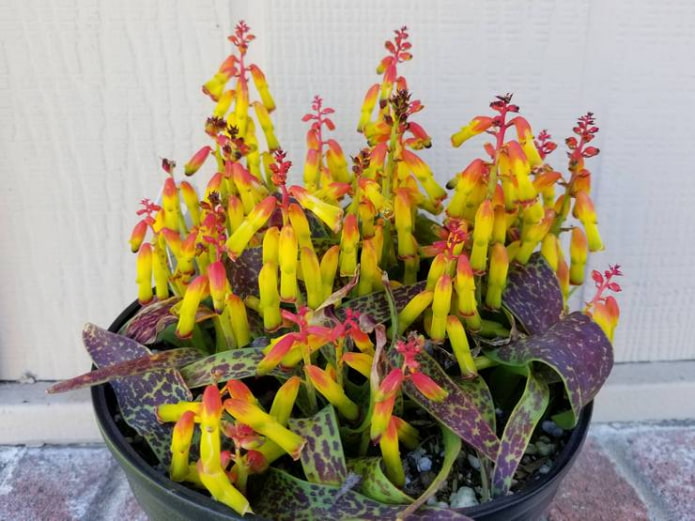 growing lachenalia at home growing lachenalia at home