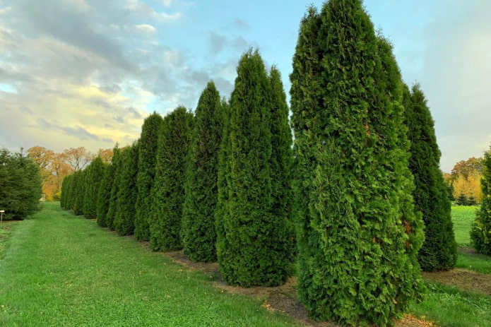 columnar thuja