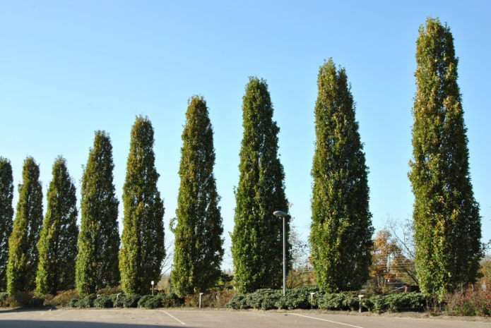 tall thuja fastigiata