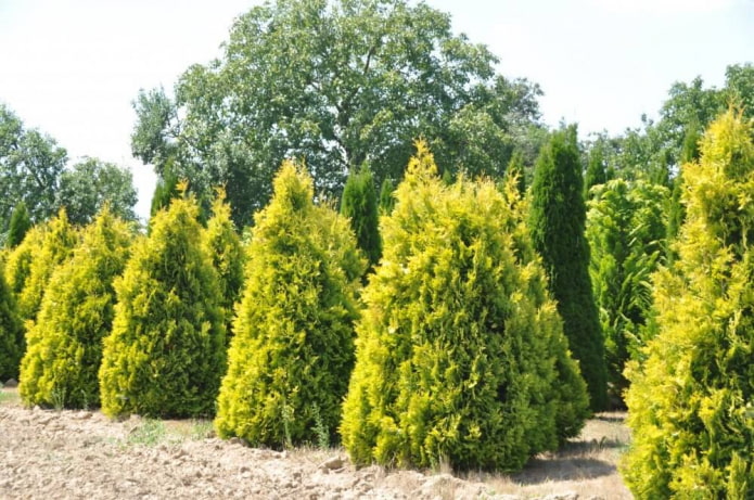 cone-shaped thuja europa gold