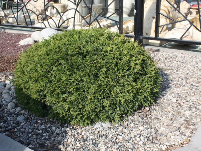 thuja with a cushion crown