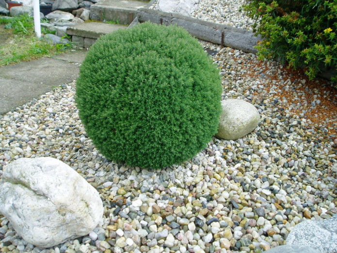 thuja in the shape of a ball
