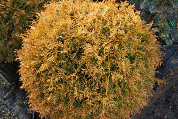 crown thuja reingold
