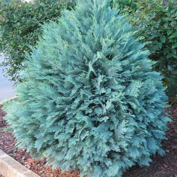 blue thuja blue con