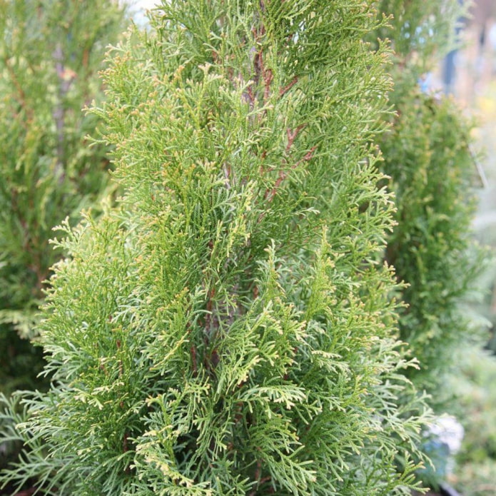 thuja with white crown