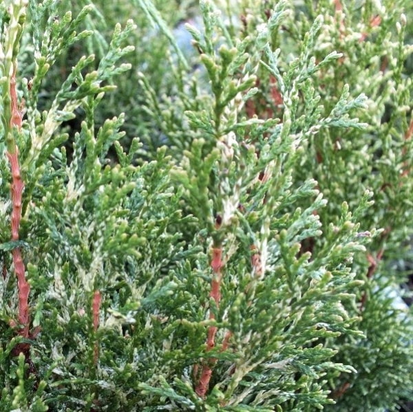 photo of thuja white smaragd