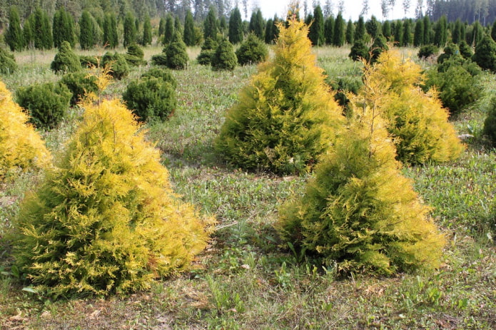 cone-shaped thuja
