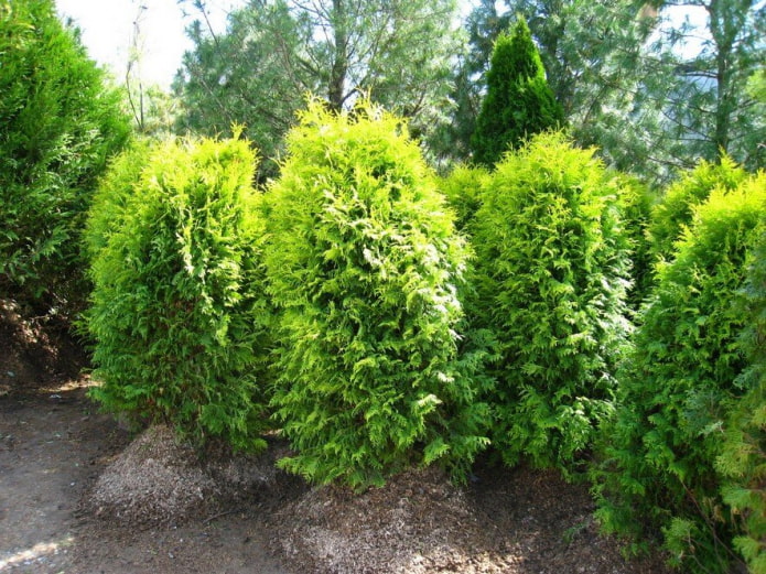 fast growing thuja vareana