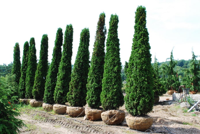 tall thuja degrut spire