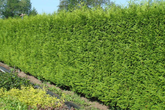 thuja gelderland fence