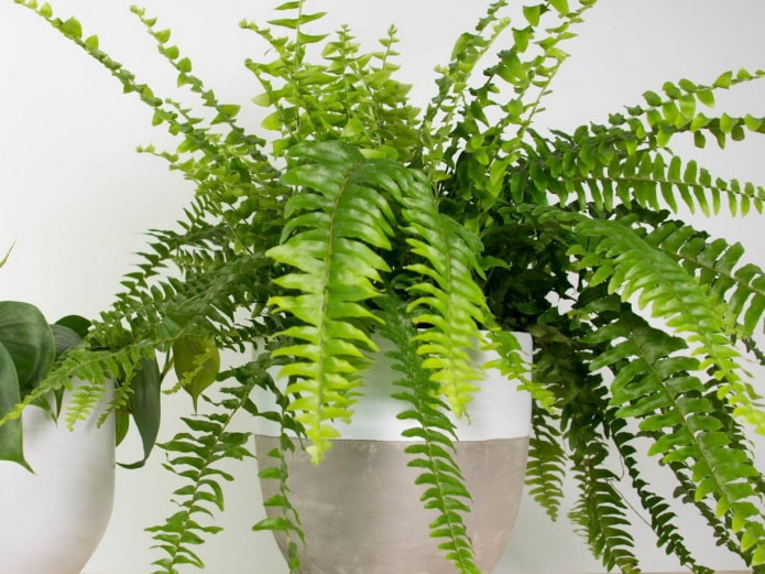Ferns