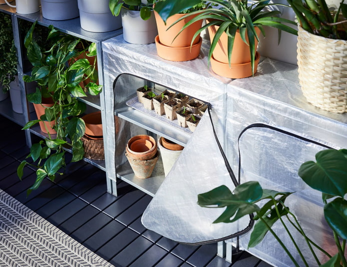 Rack with seedlings Rack with seedlings