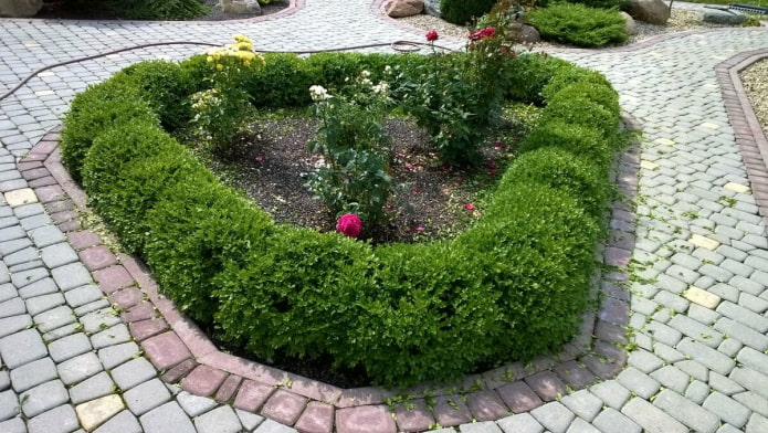 triangular flowerbed with rounded hedges
