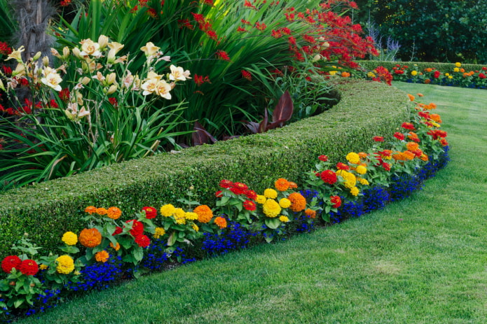 a line of bright flowers along the edge of the hedge