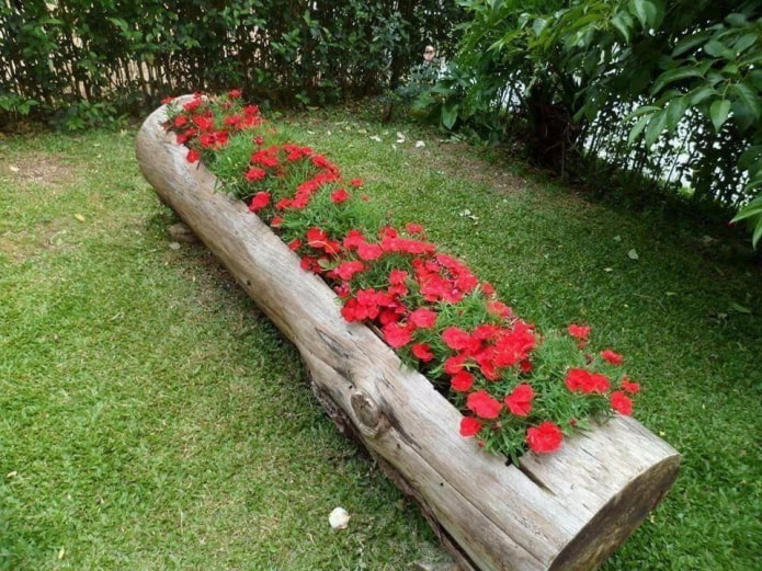 flowerbed in a large long log