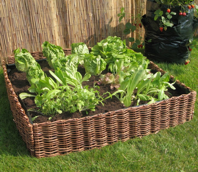 square flowerbed-basket of vines