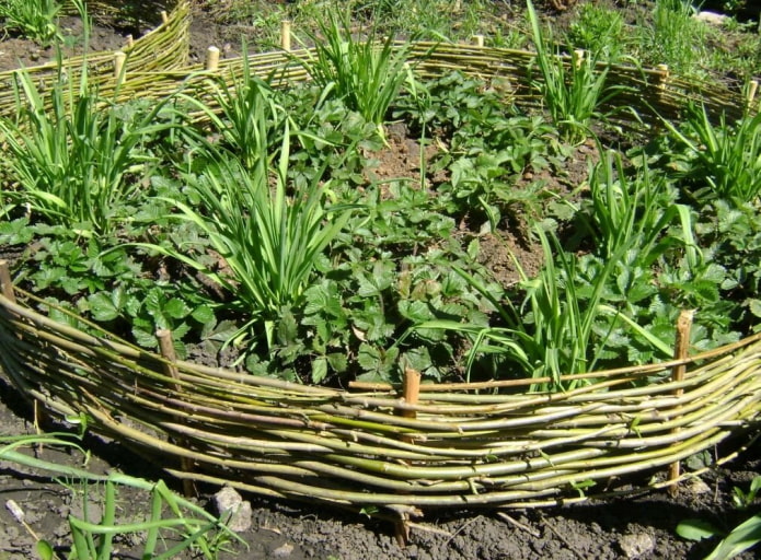 a round flower bed with a border woven from green twigs