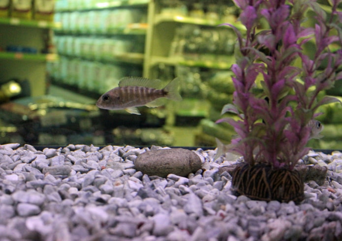 Aquarium crumb Aquarium crumb