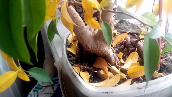 yellow leaves of ficus