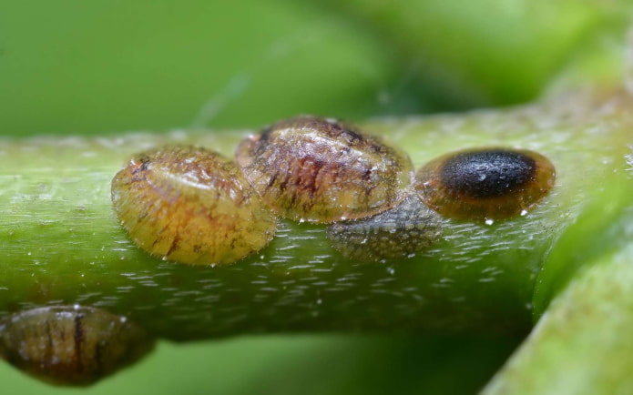 how to get rid of the scabbard